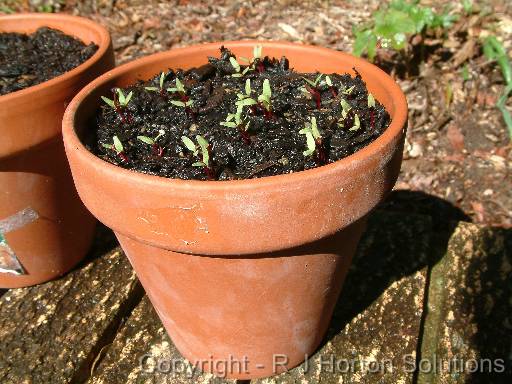 Seedlings in pot 